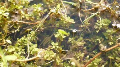 鱼水下生活池塘湖浅淡水河<strong>生物多样性</strong>水生生态系统阳光照射的绿色叶子鱼池